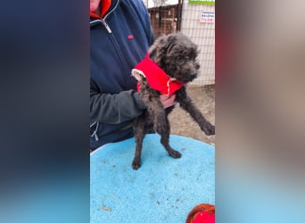 FINN - Puli-Mix Welpe, allergikerfreundlich, mit grünen Augen sucht ein Zuhause voller Liebe