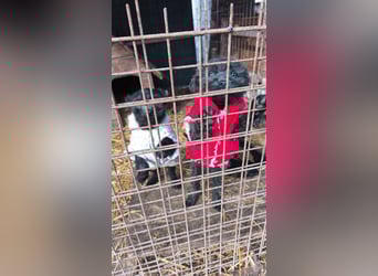 FINN - Puli-Mix Welpe, allergikerfreundlich, mit grünen Augen sucht ein Zuhause voller Liebe