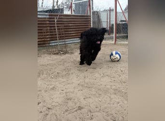 Godo möchte endlich ankommen dürfen