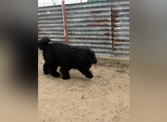 Figaro möchte kuscheln