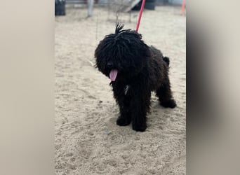 Godo sucht seine Herzensmenschen