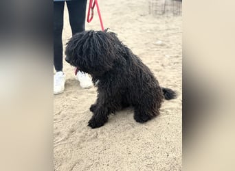 Godo sucht seine Herzensmenschen