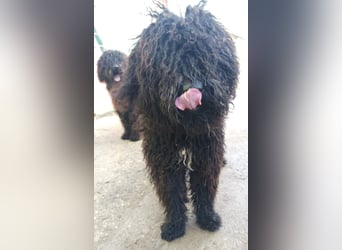 Godo sucht seine Herzensmenschen