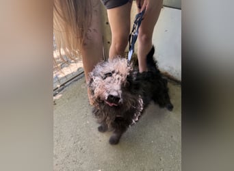 Beneth - sucht ihre Familie!