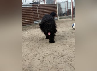 Godo sucht seine Herzensmenschen