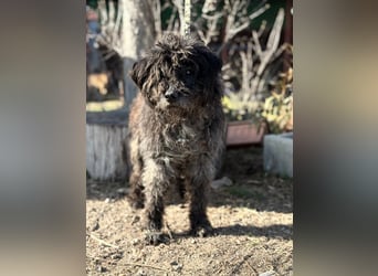 Gedeon sucht ein ruhiges und liebevolles Zuhause