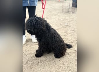 Godo wartet sehnsüchtig