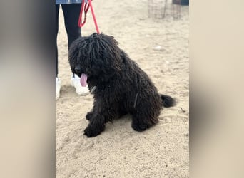 Godo sucht seine Herzensmenschen