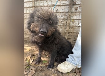 Beneth -Ich hab ein Herz zum verlieben