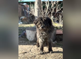 Gedeon sucht ein ruhiges und liebevolles Zuhause