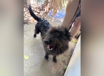 Beneth – ein Herz auf vier Pfoten