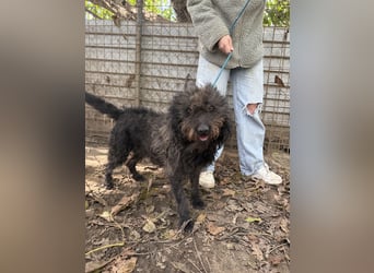 Beneth -Ich hab ein Herz zum verlieben