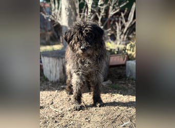 Gedeon sucht ein ruhiges und liebevolles Zuhause