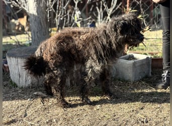 Gedeon sucht ein ruhiges und liebevolles Zuhause