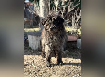 Gedeon sucht ein ruhiges und liebevolles Zuhause