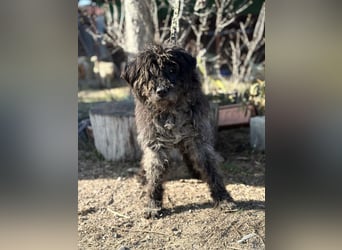 Gedeon sucht ein ruhiges und liebevolles Zuhause