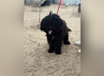 Godo wartet sehnsüchtig