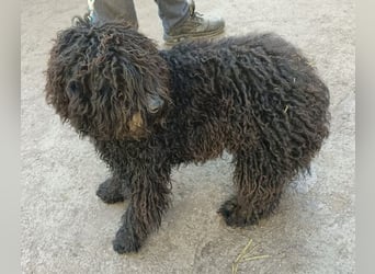 Figaro möchte kuscheln