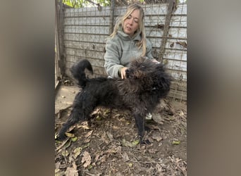 Beneth - gute-Laune Hund