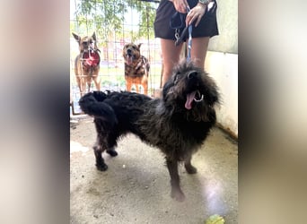 Beneth - gute-Laune Hund