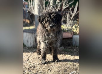 Gedeon sucht ein ruhiges und liebevolles Zuhause