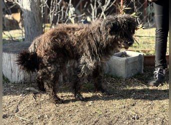 Gedeon sucht ein ruhiges und liebevolles Zuhause