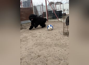 Godo möchte endlich ankommen dürfen