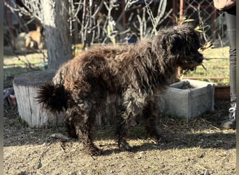 Gedeon sucht ein ruhiges und liebevolles Zuhause