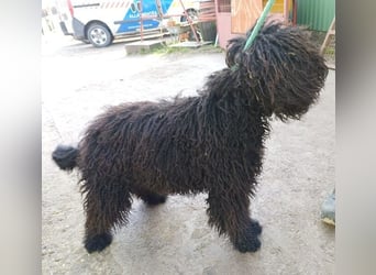 Godo wartet auf dich