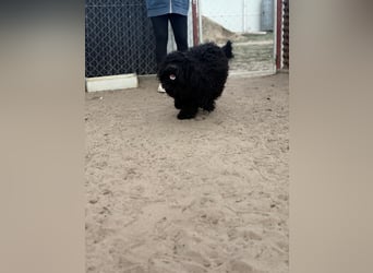 Figaro möchte kuscheln