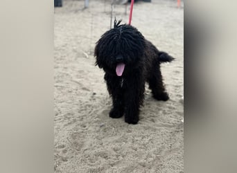 Godo wartet auf dich