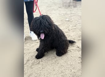 Godo wartet sehnsüchtig