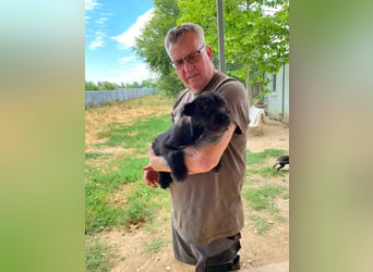 Adam, kleiner Welpi mit Flausen im Kopf