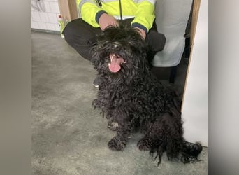 Süti, , süßer Puli Senior sucht….