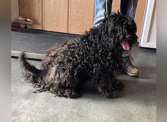 Süti, , süßer Puli Senior sucht….