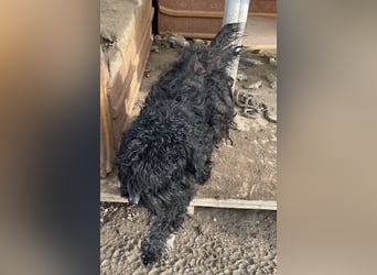 Süti, , süßer Puli Senior sucht….