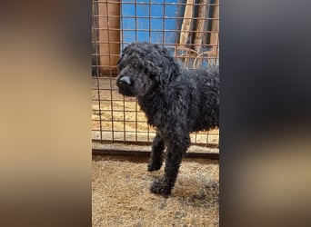 Rongy wurde völlig verwahrlost gefunden