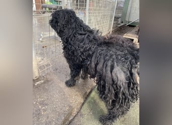 Süti, , süßer Puli Senior sucht….