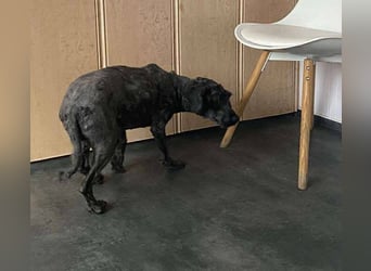 Rongy wurde völlig verwahrlost gefunden