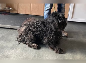 Süti, , süßer Puli Senior sucht….