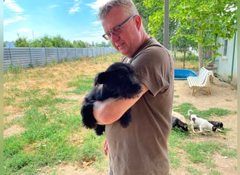 Adam, kleiner Welpi mit Flausen im Kopf