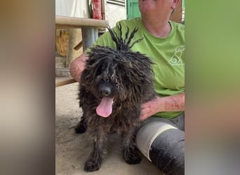 Eszter,süße Puli Mama sucht…..