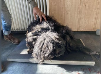 Rongy wurde völlig verwahrlost gefunden