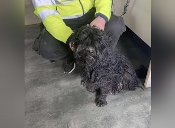 Süti, , süßer Puli Senior sucht….