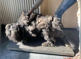 Rongy wurde völlig verwahrlost gefunden