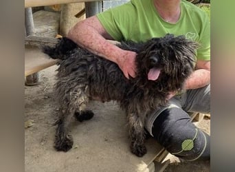 Eszter,süße Puli Mama sucht…..