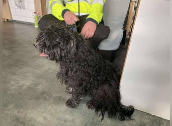 Süti, , süßer Puli Senior sucht….