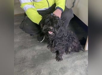 Süti, , süßer Puli Senior sucht….