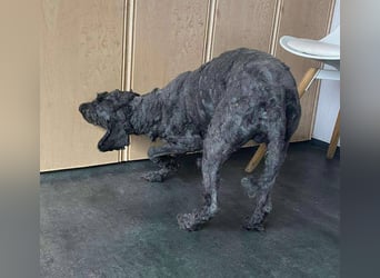 Rongy wurde völlig verwahrlost gefunden