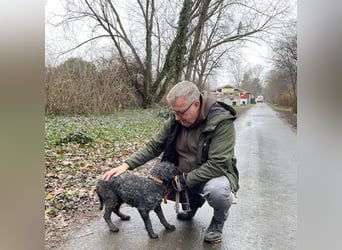 Rongy wurde völlig verwahrlost gefunden
